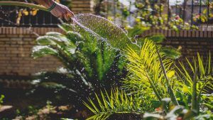 Mejor momento para regar las plantas - ¿Cuándo debo regar mi jardín?