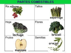 Partes vegetales comestibles: ¿Cuáles son algunas de las partes comestibles secundarias de los vegetales?