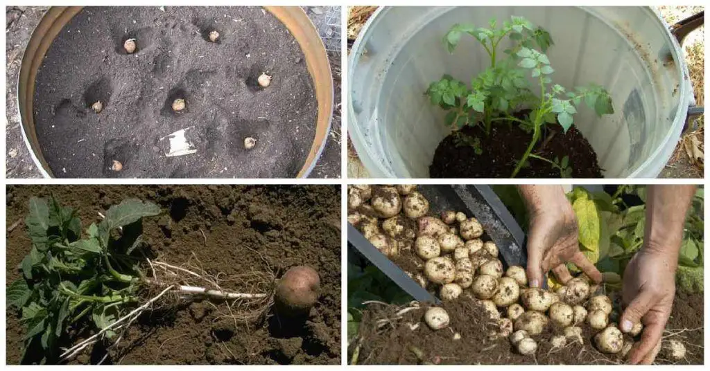 Verduras que crecen a la sombra: Cómo cultivar verduras a la sombra