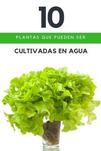 Guardar semillas de apio - Cómo cosechar semillas de apio - Consejos