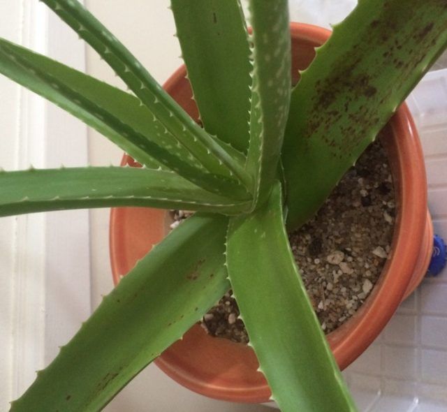 Plantas De Aloe Vera Marrones Consejos Para Tratar El Aloe Vera