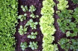 Plantas de jardín incompatibles: Aprenda sobre las plantas que no se gustan entre sí