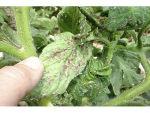 Problemas en el cultivo de vegetales: Enfermedades y plagas comunes de las plantas de hortalizas