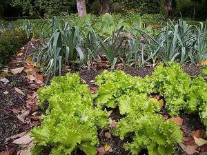 Sucesión de plantación de hortalizas: Cómo utilizar la plantación de sucesión en el jardín