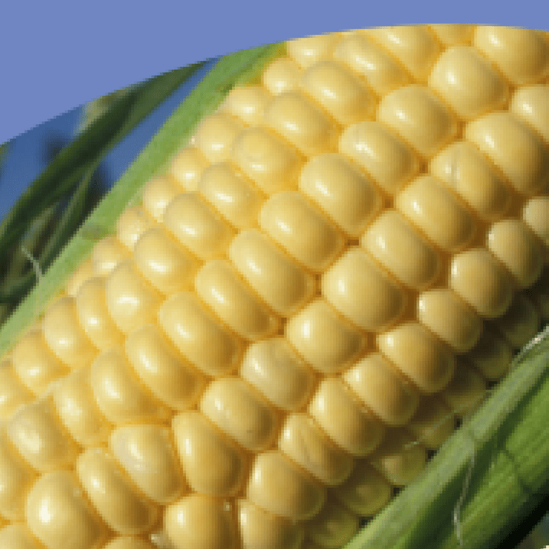Sweet Corn Kernel Rot: What Causes Corn Kernel Rot? 