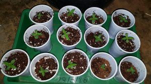 Verduras de auto-semilla: Razones para plantar vegetales que se siembran solos