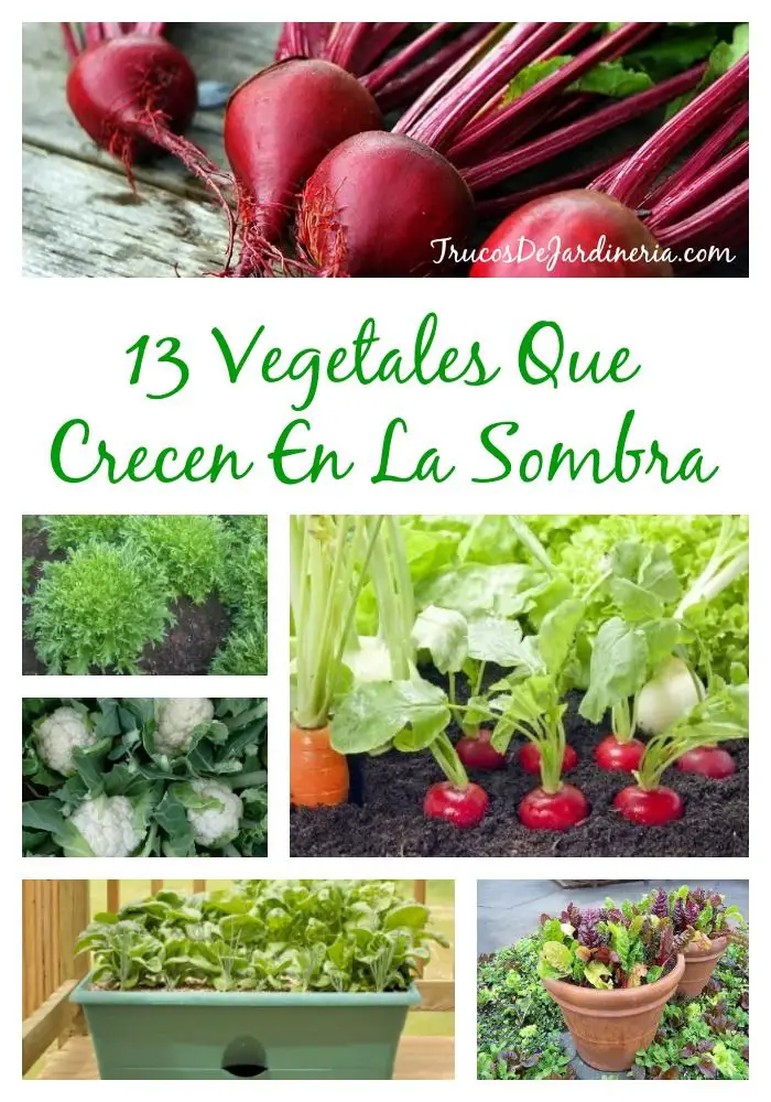 Verduras que crecen a la sombra: Cómo cultivar verduras a la sombra
