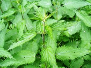 18 Beneficios de la ortiga y cómo hacer té de ortiga en casa