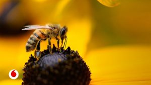 Abeja: cómo salvar a las abejas en el camino hacia una nueva vida