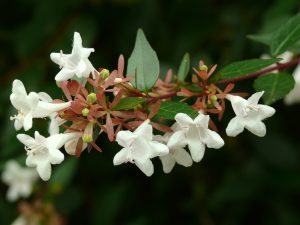 Abelia x grandiflora / Abelia de flor grande