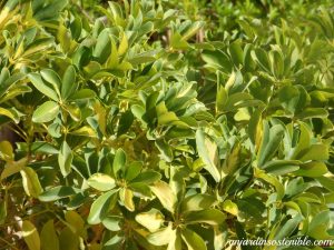 Aeonium arborícola, Repollo arborícola