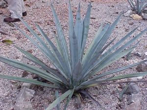 Agave Tequilana / Agave Azul, Agave Tequila