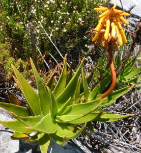 Aloe commixta / Aloe de la Península del Cabo