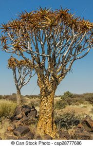 Aloe como árbol gigante