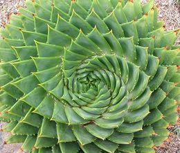 Aloe polyphylla / Aloe espiral de Lesotho