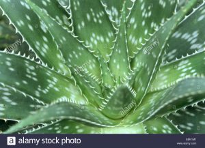 Aloe saponaria / Aloe cebra