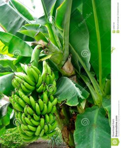 Arbusto de plátano