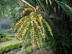Arenga engleri / Palma de Formosa, Palma de Taiwán, Palma de azúcar enana