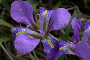 Argel Iris, Iris de invierno