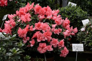 Azalea: qué cuidado para la azalea
