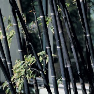 Bambú negro