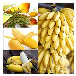 Banano enano