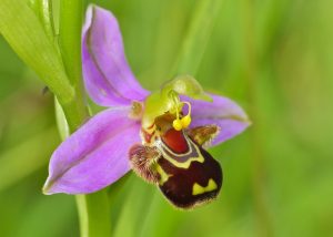 Bee Orchid, Bee Ophrys
