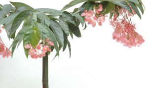 Begonia maculata / Begonia bambú, Tamaya