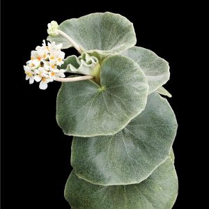Begonia venosa / Begonia venosa