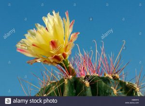 Cactus erizo de mar, Cactus lirio de pascua