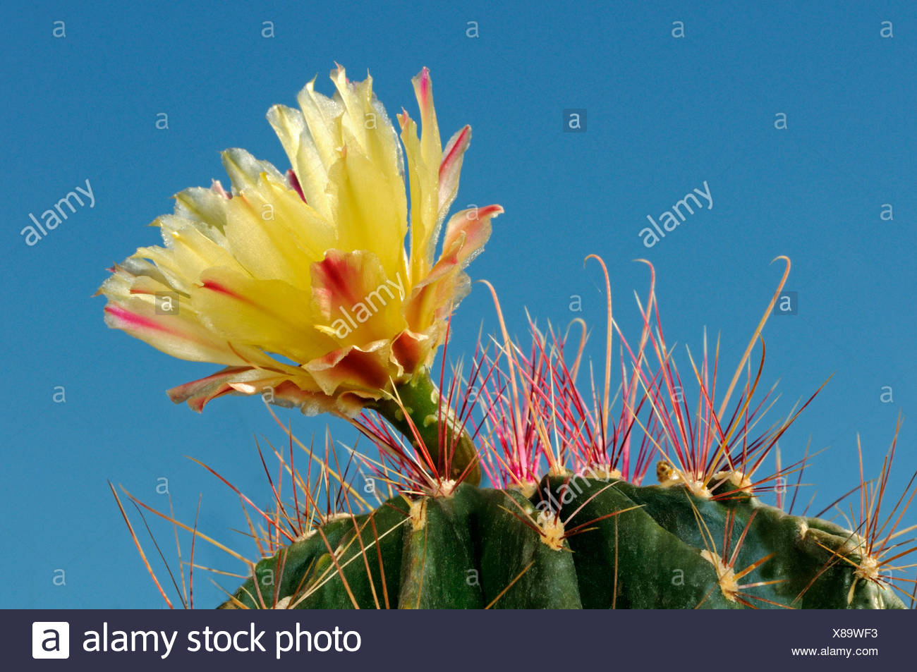 Cactus erizo de mar, Cactus lirio de pascua - Consejos para mi huerto