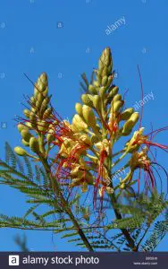 Caesalpinia gilliesii / Caesalpinia de Gilles, ave amarilla del paraíso