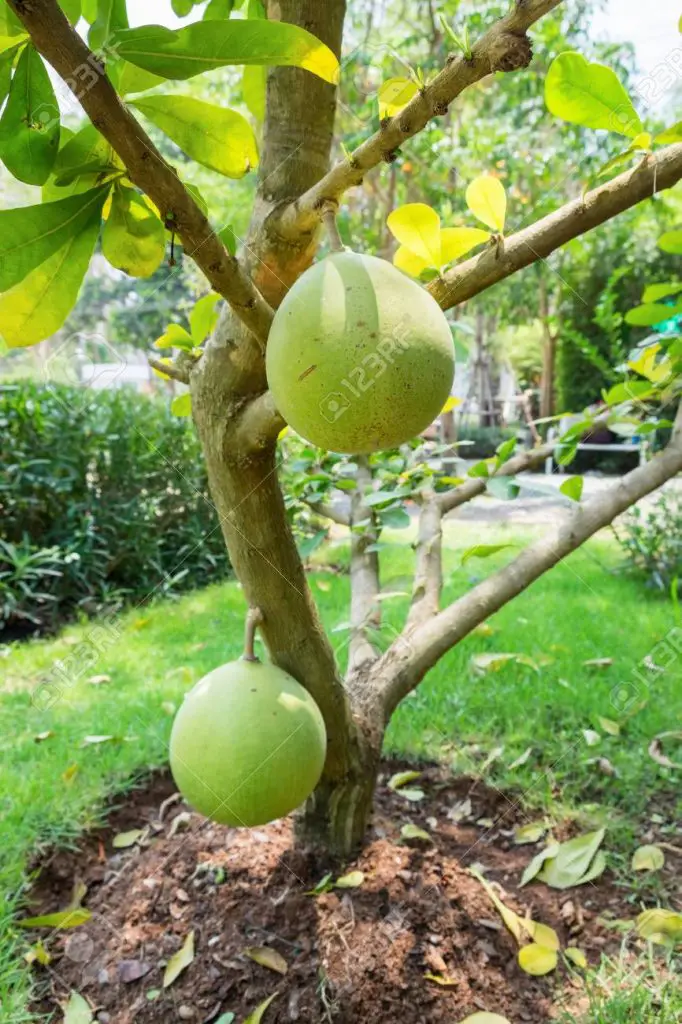 Malva de Mauritania, Malva grande, Malva de madera, Malva escocesa