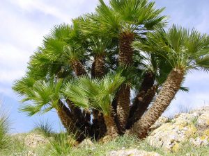 Chamaerops humilis / Palmera enana, palmera mediterránea