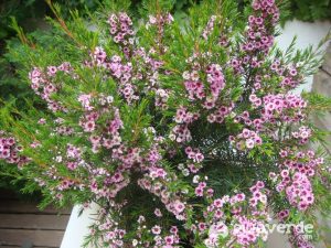 Chamelaucium uncinatum / Flor de cera de Geraldton, Cera