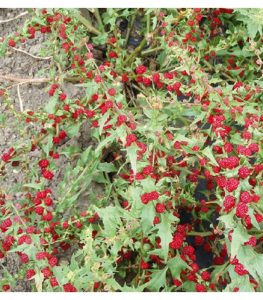 Chenopodium capitatum / Espinaca fresa