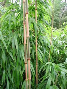 Chimonobambusa quadrangularis / Square bamboo