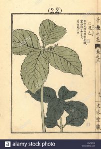 Chloranthus de Fortunei