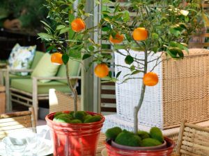 Citrus mitis / Calamondin, Apartamento naranjo