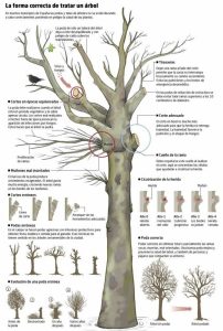 Cómo podar los árboles