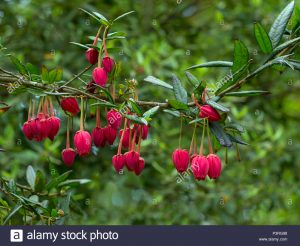 Crinodendron hookerianum / Linterna Chilena