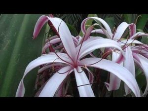 Crinum pedunculatum / Lirio de pantano, Lirio de manglar, Crino gigante