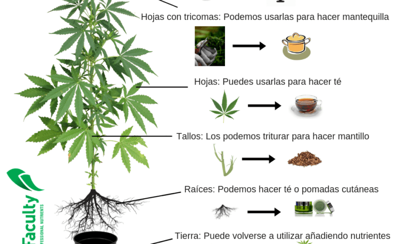 Как выпарить марихуану посев семян цветов на рассаду