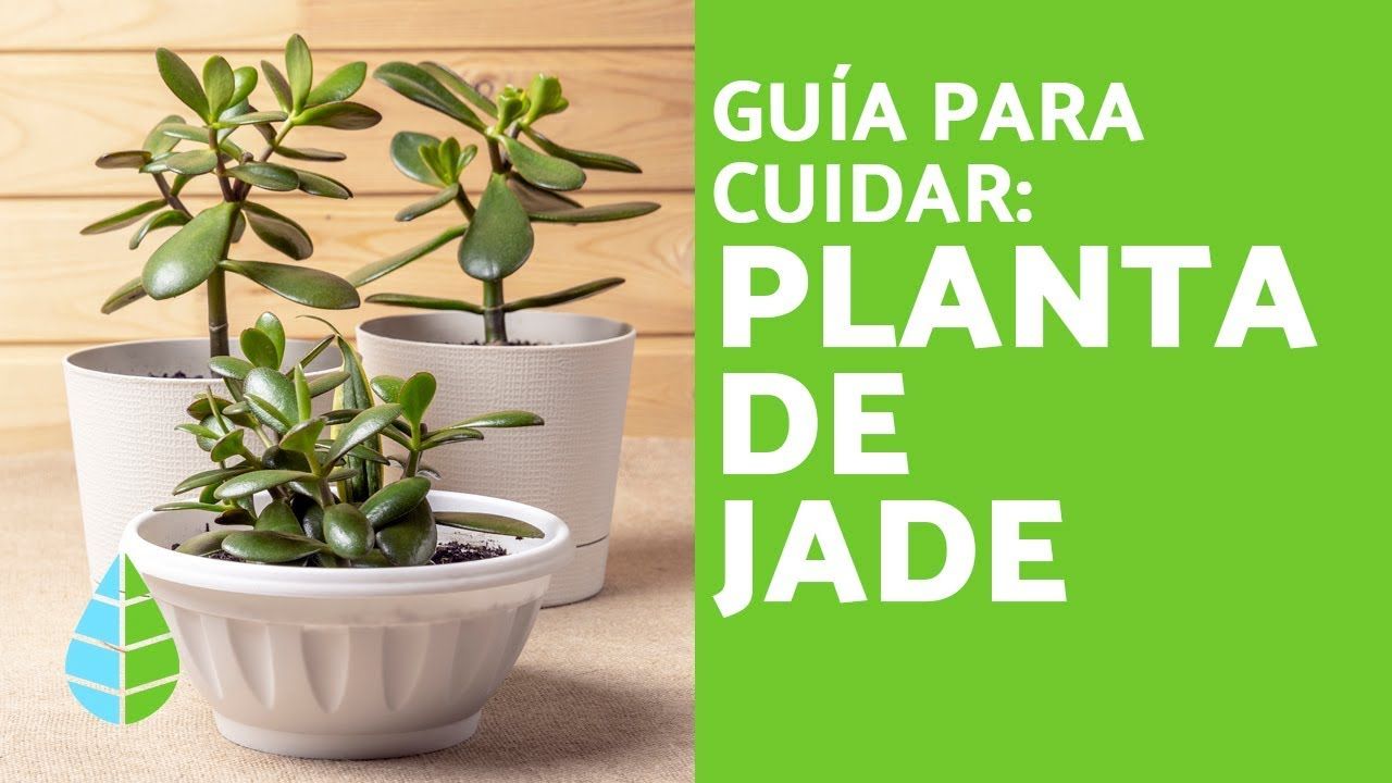 Planta de jade para que sirve