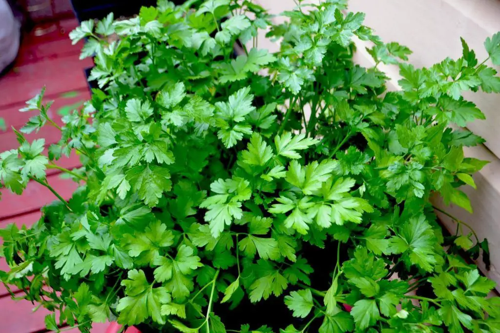 Plantas de hierbas curativas - Consejos para cultivar un jardín de