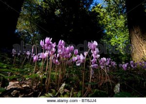 Cyclamen hederifolium / Nápoles Cyclamen, Cyclamen de hojas de hiedra, Pan de Primavera