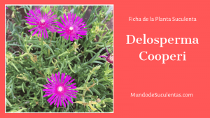 Delosperma cooperi / Rosa Delosperma, Verdolaga de Cooper