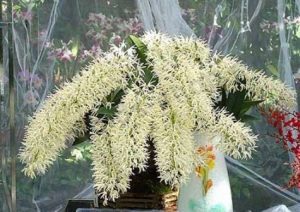 Dendrobium speciosum / Dendrobium speciosum