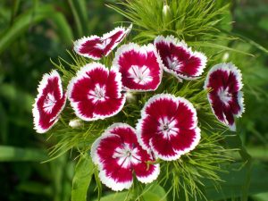 Dianthus barbatus / Clavel de poeta