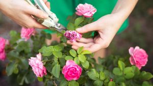 Enfermedad de las rosas - cómo cuidar de su rosal